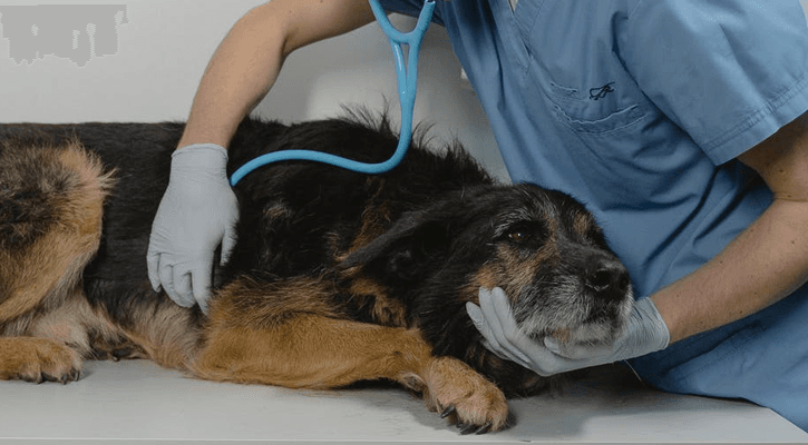 Emergency veterinary care services