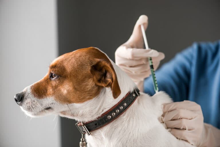 Veterinarian examining a dog